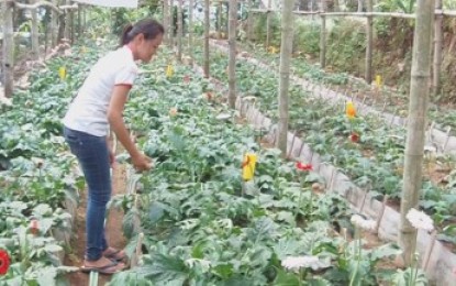 Menilik Usaha Budidaya Bunga Gabreila Pasutri Joko Sriyono dan Siskana