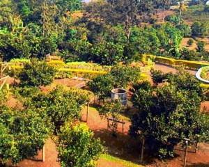 Koleksi Lengkap Kebun Buah Hortimart Agro Center Bawen