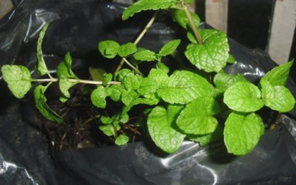 Ini Dia Khasiat Tanaman Herbal Peppermint Bagi Kesehatan